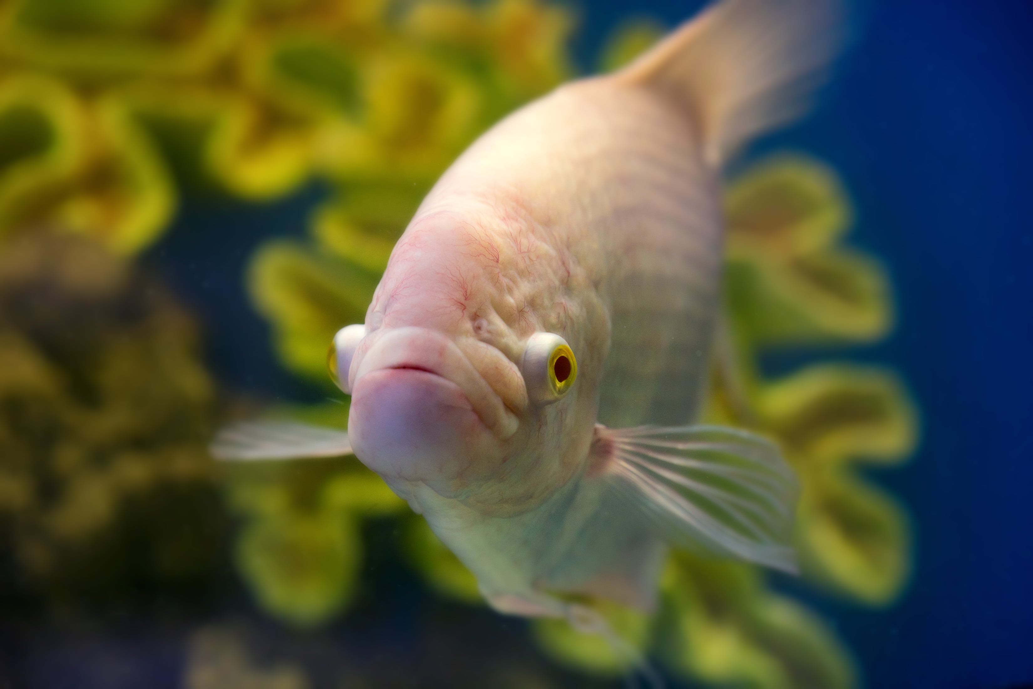 P.Ganz Gouramy 454g(Suree)